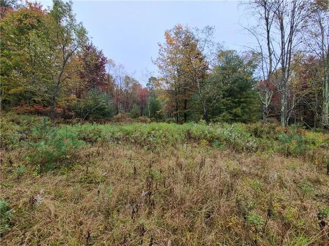 a view of a lush green forest with large trees