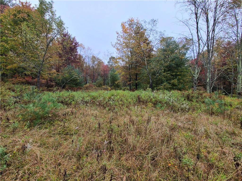 116 Voss Road Claryville, NY 12725 - Photo 4 of 30 a view of a lush green forest with large trees