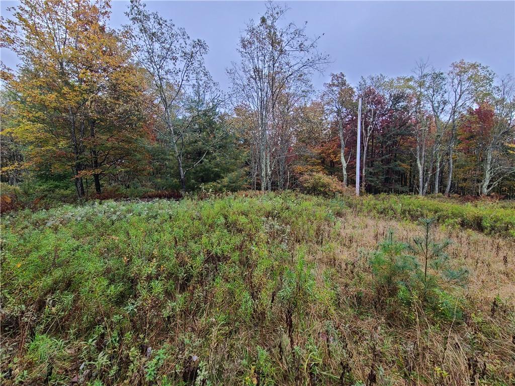 116 Voss Road Claryville, NY 12725 - Photo 6 of 30 a view of a lush green forest with large trees