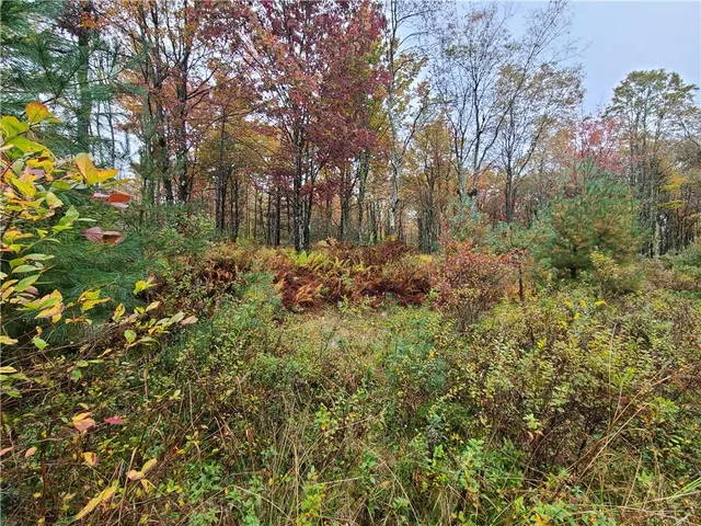 a view of a tree in a yard