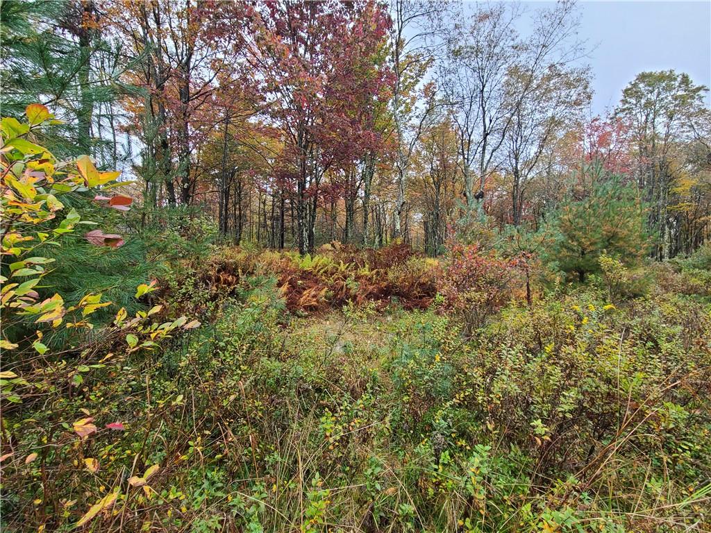 116 Voss Road Claryville, NY 12725 - Photo 9 of 30 a view of a tree in a yard