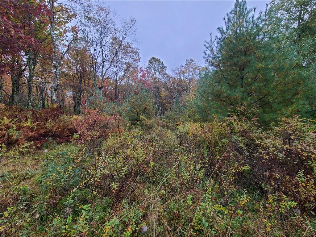 116 Voss Road Claryville, NY 12725 - Photo 10 of 30 a view of a covered with trees