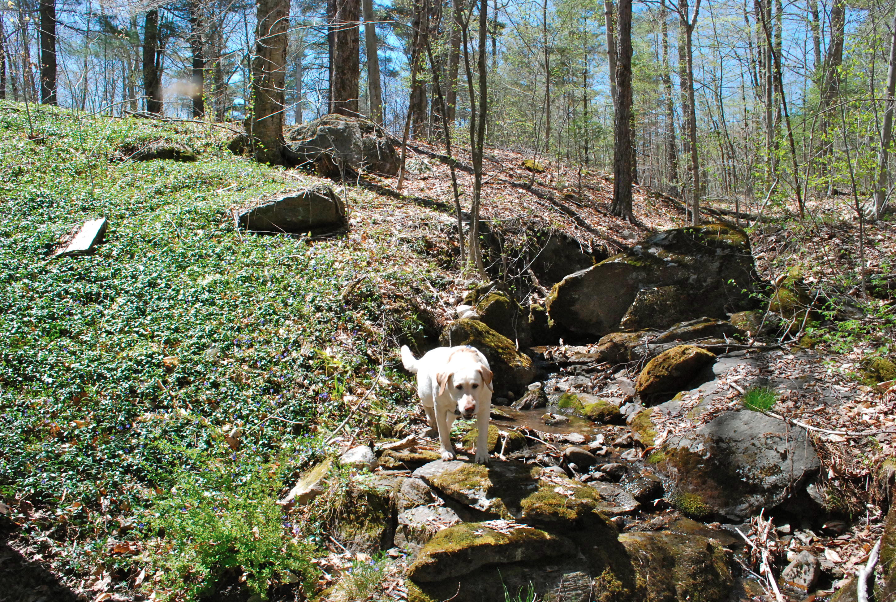 53 Harmon Road Monterey, MA 01245 - Photo 27 of 31 THE STREAM