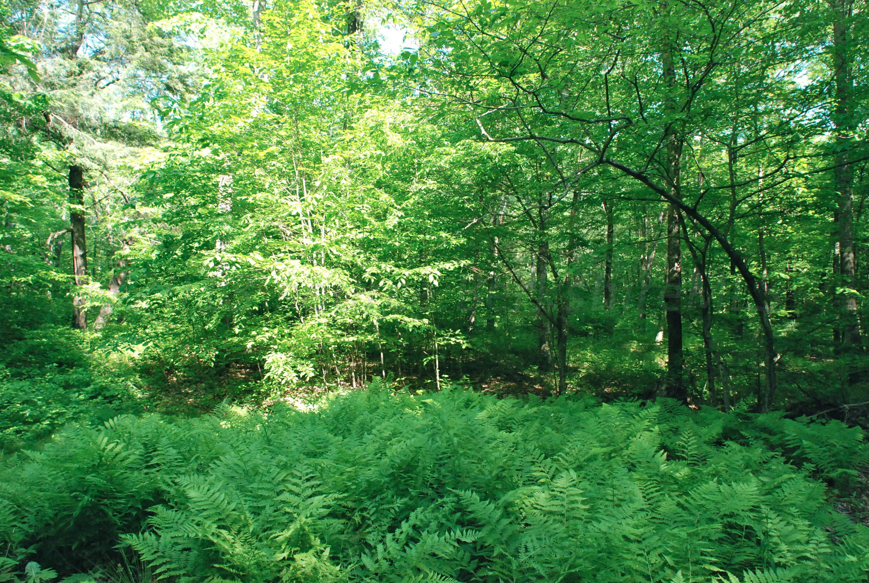 53 Harmon Road Monterey, MA 01245 - Photo 31 of 31 SUMMER FERNS