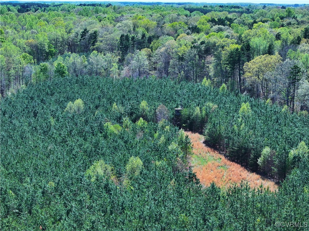 4147 Hunting Creek Road Nathalie, VA 24577 - Photo 24 of 50 Food plot within planted pines