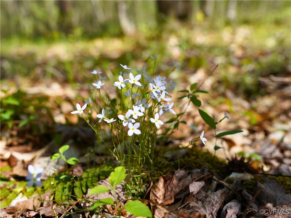 4147 Hunting Creek Road Nathalie, VA 24577 - Photo 45 of 50