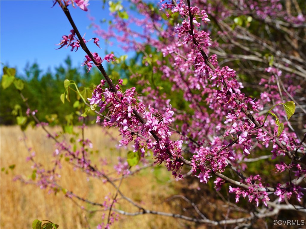 4147 Hunting Creek Road Nathalie, VA 24577 - Photo 7 of 50