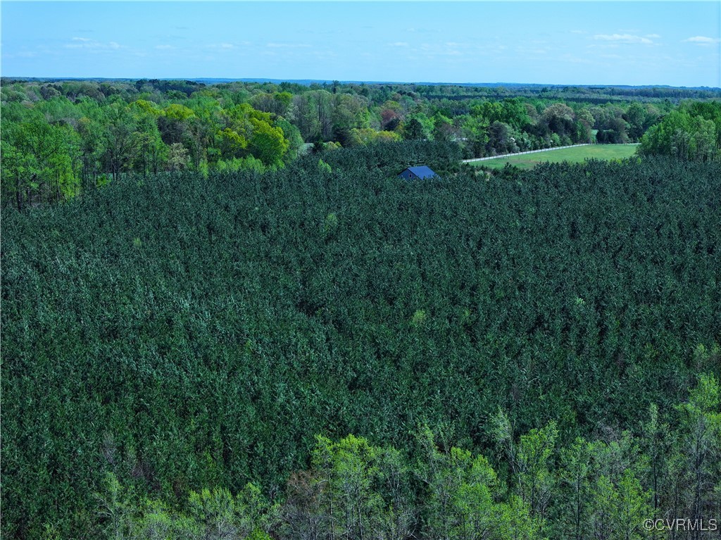 4147 Hunting Creek Road Nathalie, VA 24577 - Photo 9 of 50 Planted pine