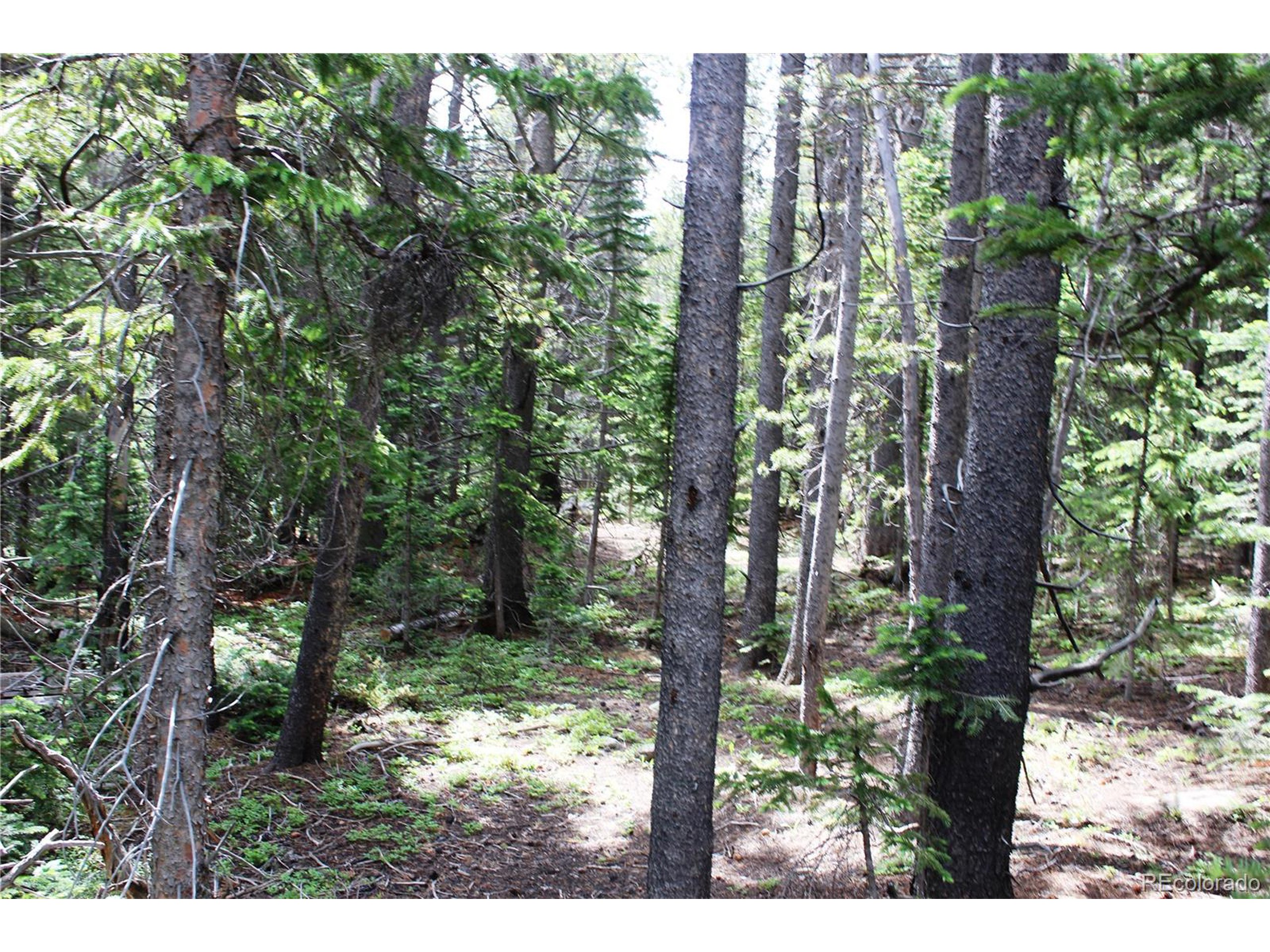 209 Upper Forest Road Idaho Springs, CO 80452 - Photo 1 of 24 a backyard of a house with lots of green space