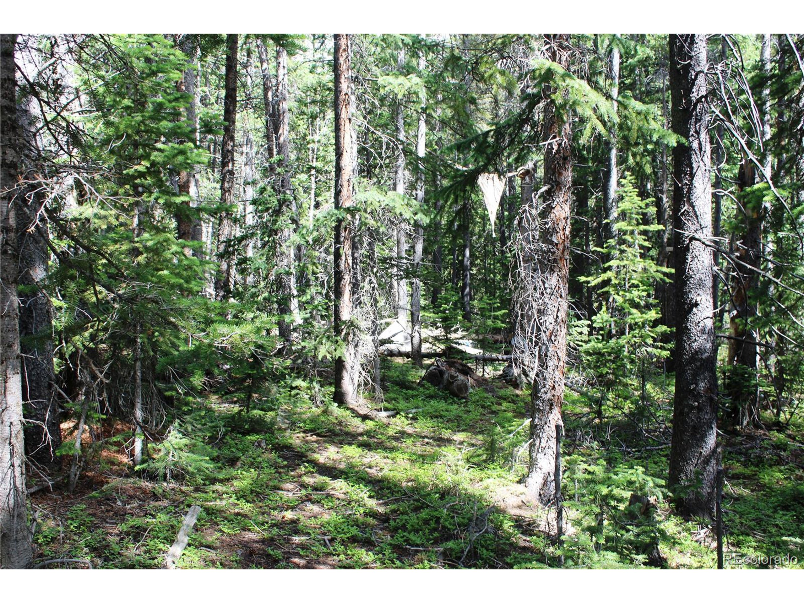 209 Upper Forest Road Idaho Springs, CO 80452 - Photo 11 of 24 a view of outdoor space and garden