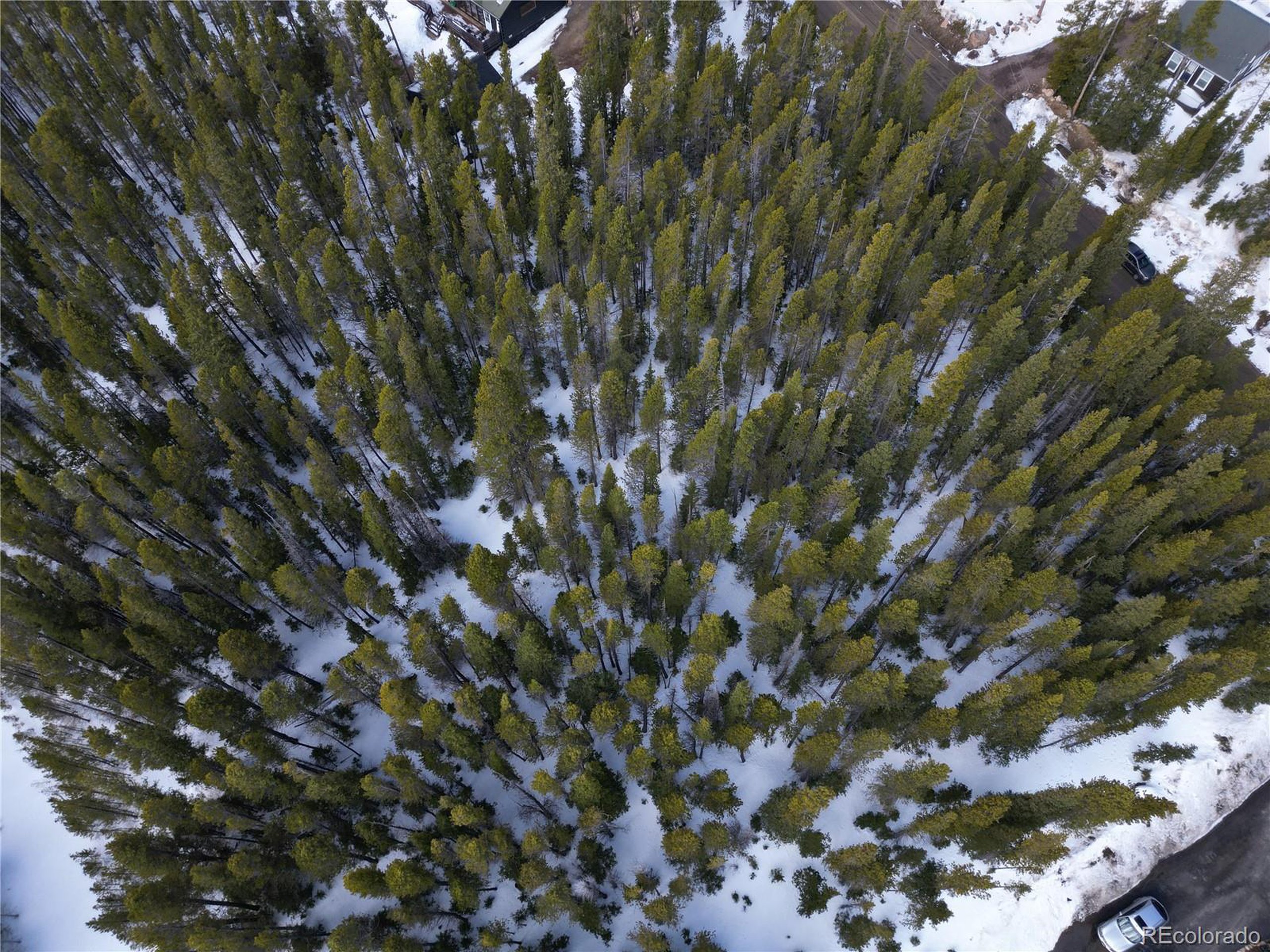 209 Upper Forest Road Idaho Springs, CO 80452 - Photo 19 of 24 a view of a tree