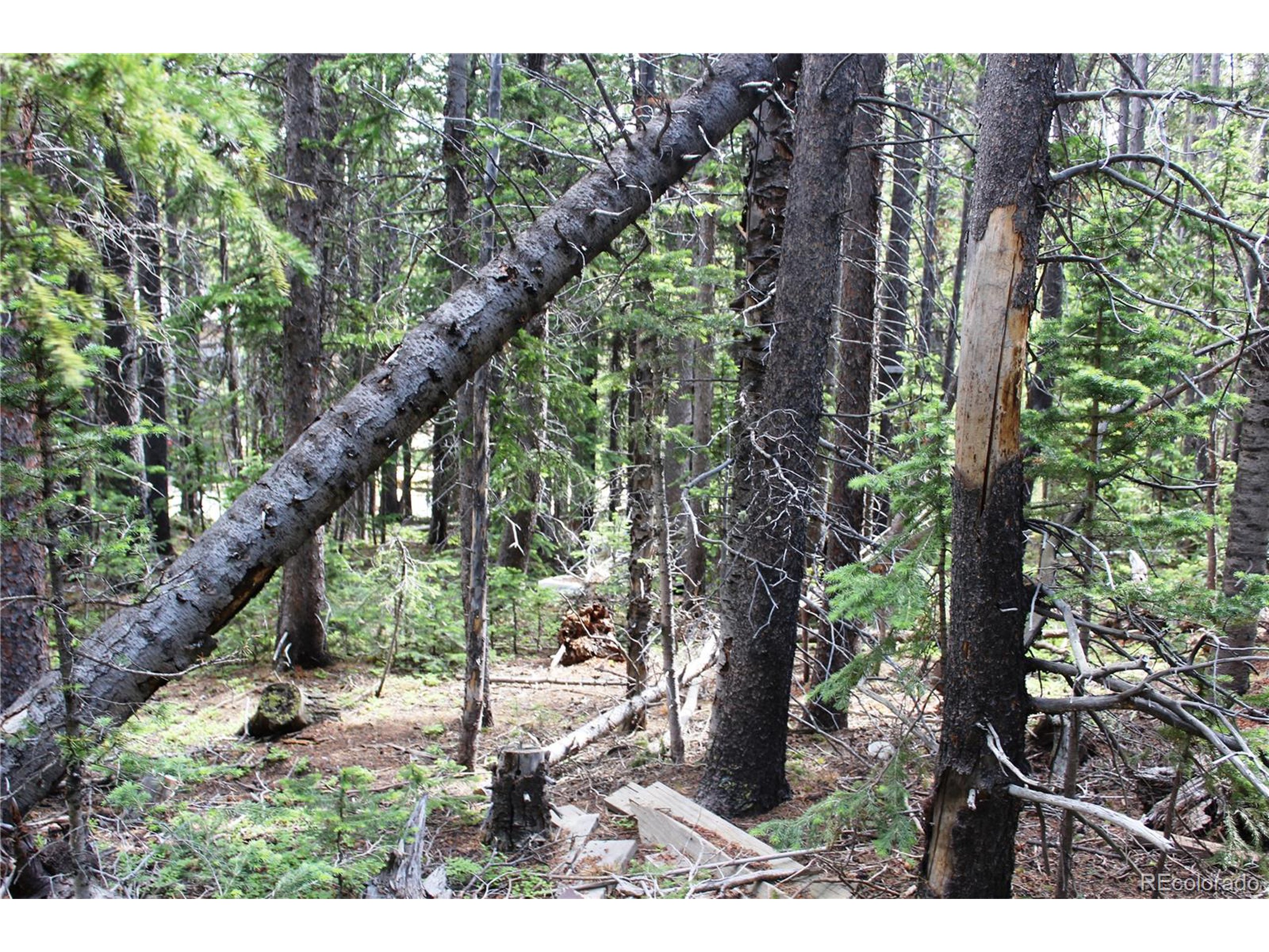 209 Upper Forest Road Idaho Springs, CO 80452 - Photo 2 of 24 a backyard of a house with lots of green space