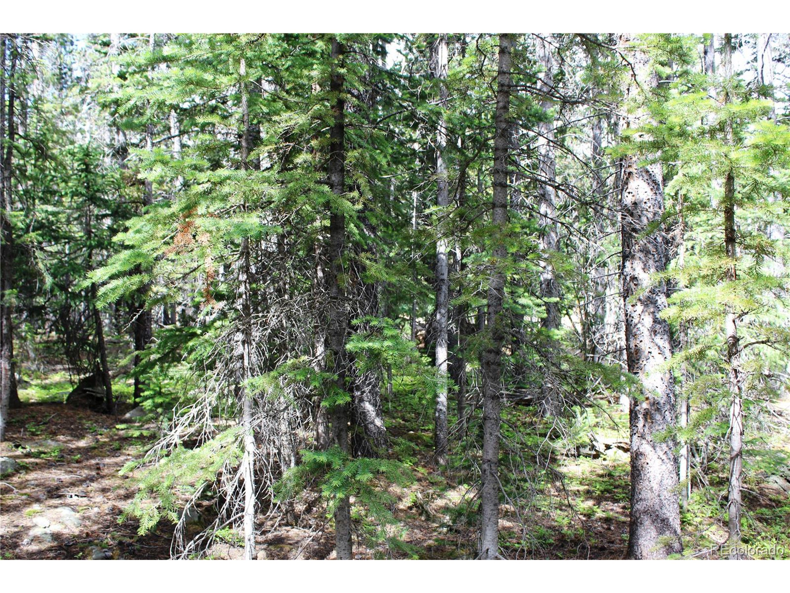 209 Upper Forest Road Idaho Springs, CO 80452 - Photo 4 of 24 a view of a yard