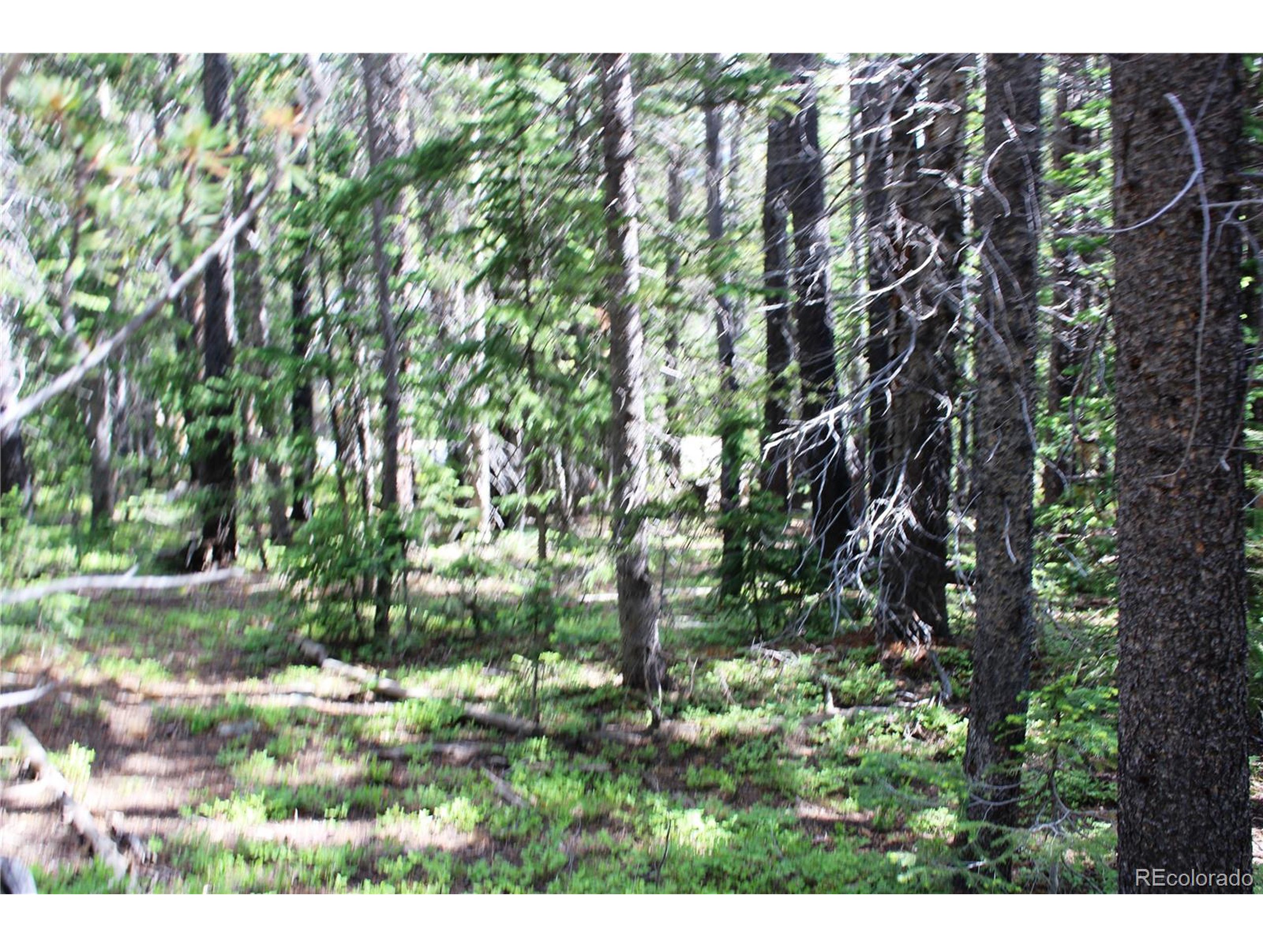 209 Upper Forest Road Idaho Springs, CO 80452 - Photo 9 of 24 a view of backyard with green space