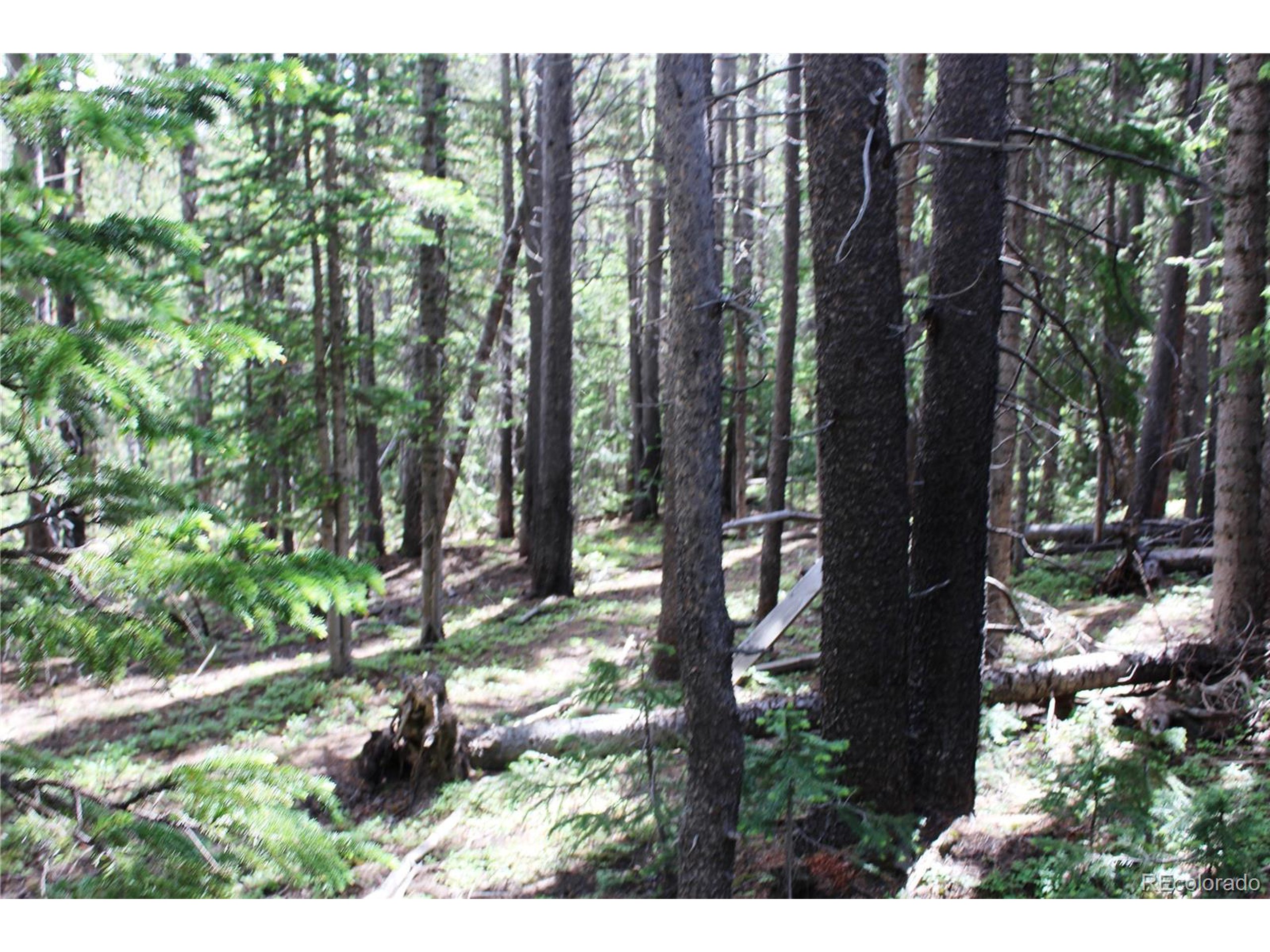 209 Upper Forest Road Idaho Springs, CO 80452 - Photo 10 of 24 a view of a tree in a yard