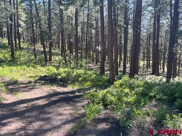 a view of backyard with tree