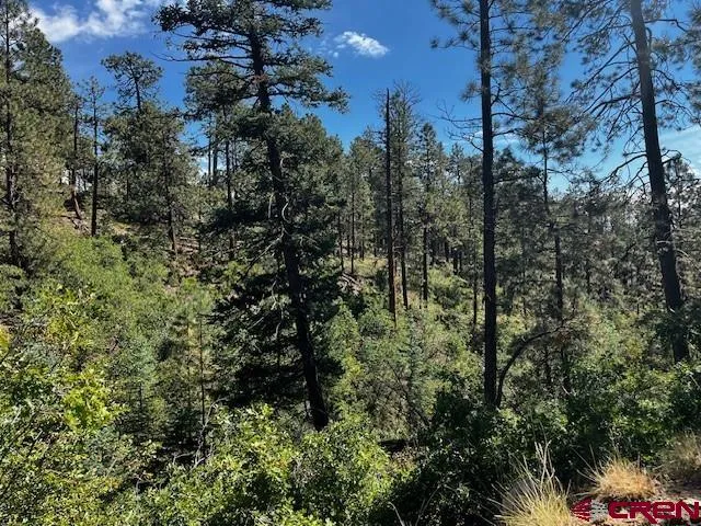 a view of a forest with a tree