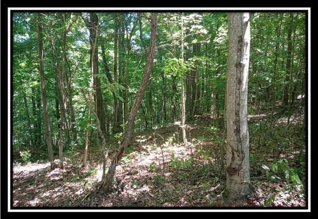 3144 Alice Road Vinton, OH 45686 - Photo 14 of 17