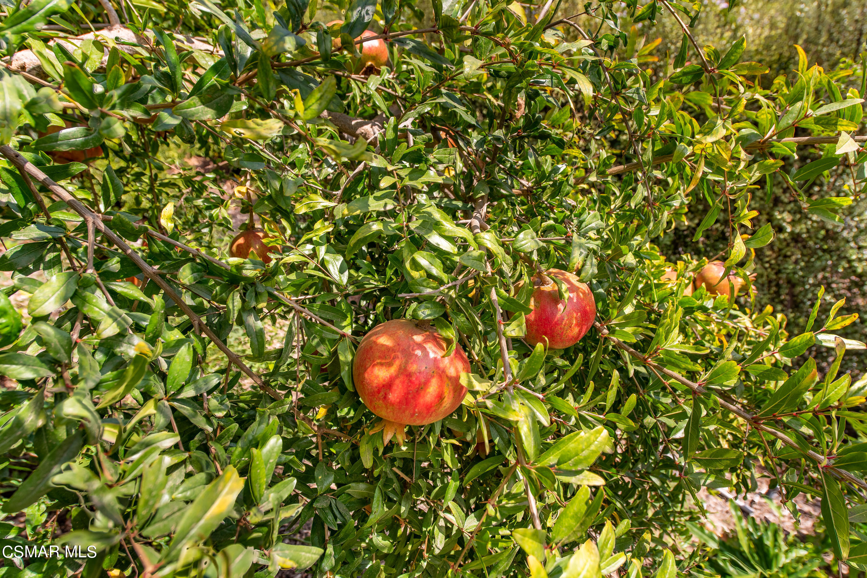 11061 Red Barn Road Camarillo, CA 93012 - Photo 59 of 63 11061 Red Barn Rd Santa Rosa Valley-93