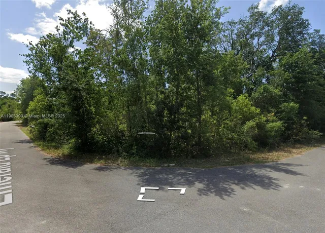 a view of a forest with trees in the background