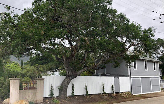 a view of a house with a tree