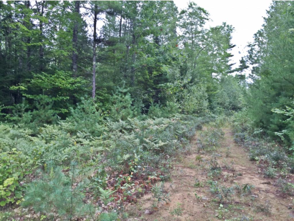Lot R2-31 Lot R2-31 Long Swamp Road Lebanon, ME 04027 - Photo 2 of 3