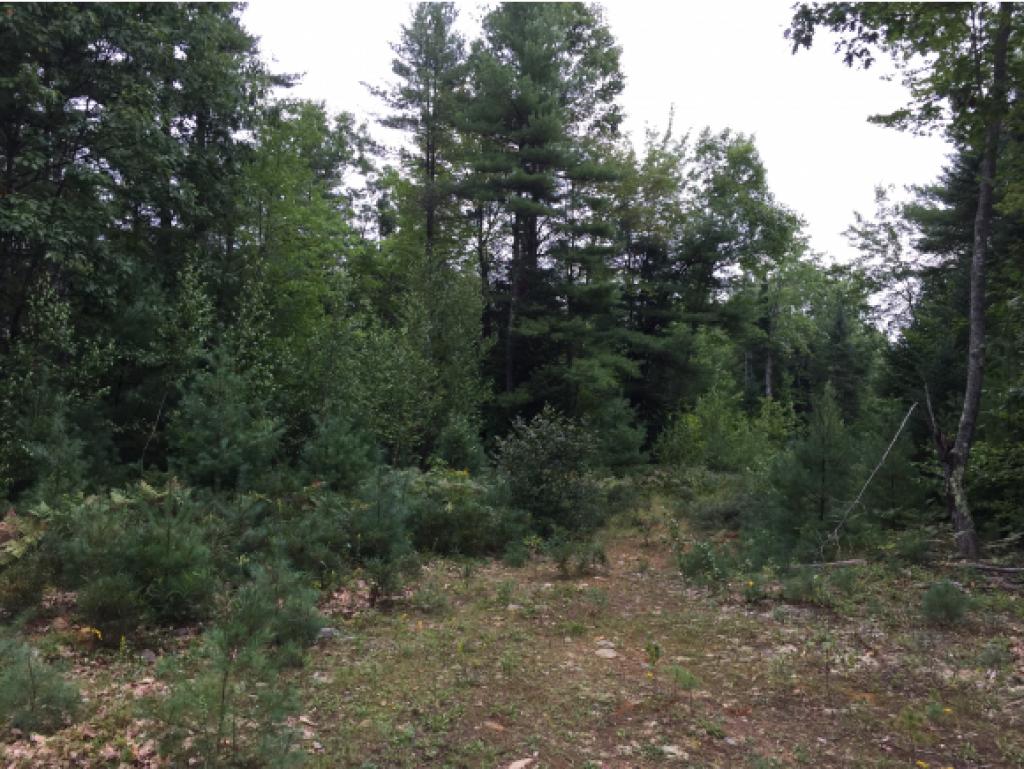 Lot R2-31 Lot R2-31 Long Swamp Road Lebanon, ME 04027 - Photo 3 of 3
