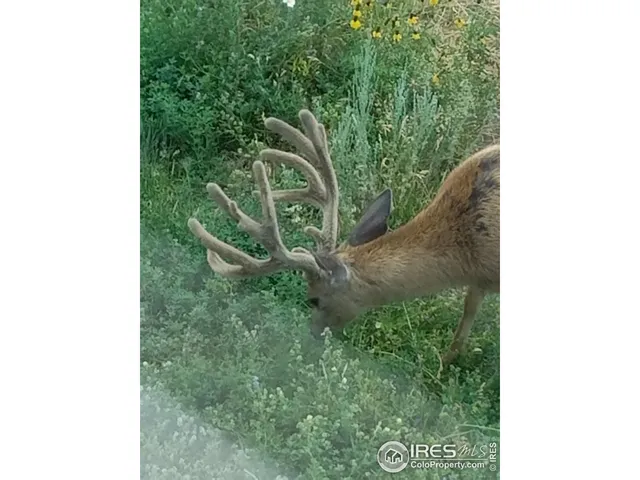 $150,000 | 981 Palisade Mountain Drive, Drake, CO 80515