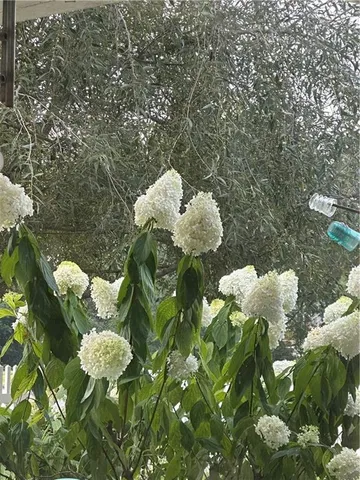 $379,950 | 525 Pleasant Street, Tonganoxie, KS 66086