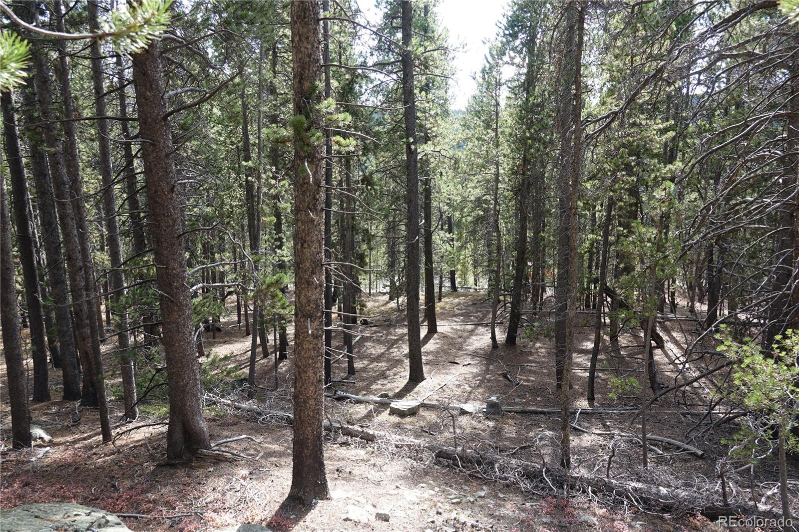 0 Loch Lomond Road Idaho Springs, CO 80452 - Photo 12 of 33 a view of forest