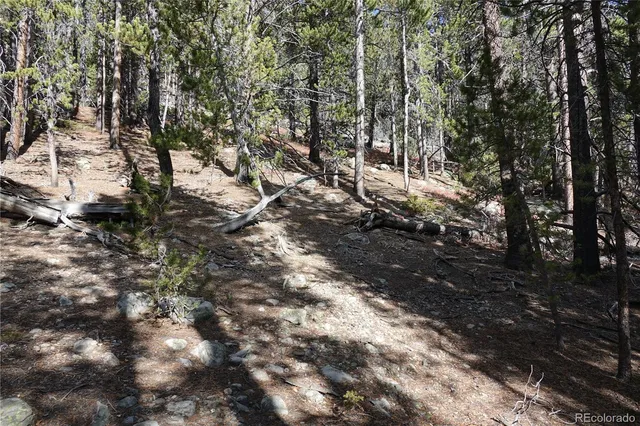a view of a forest filled with trees