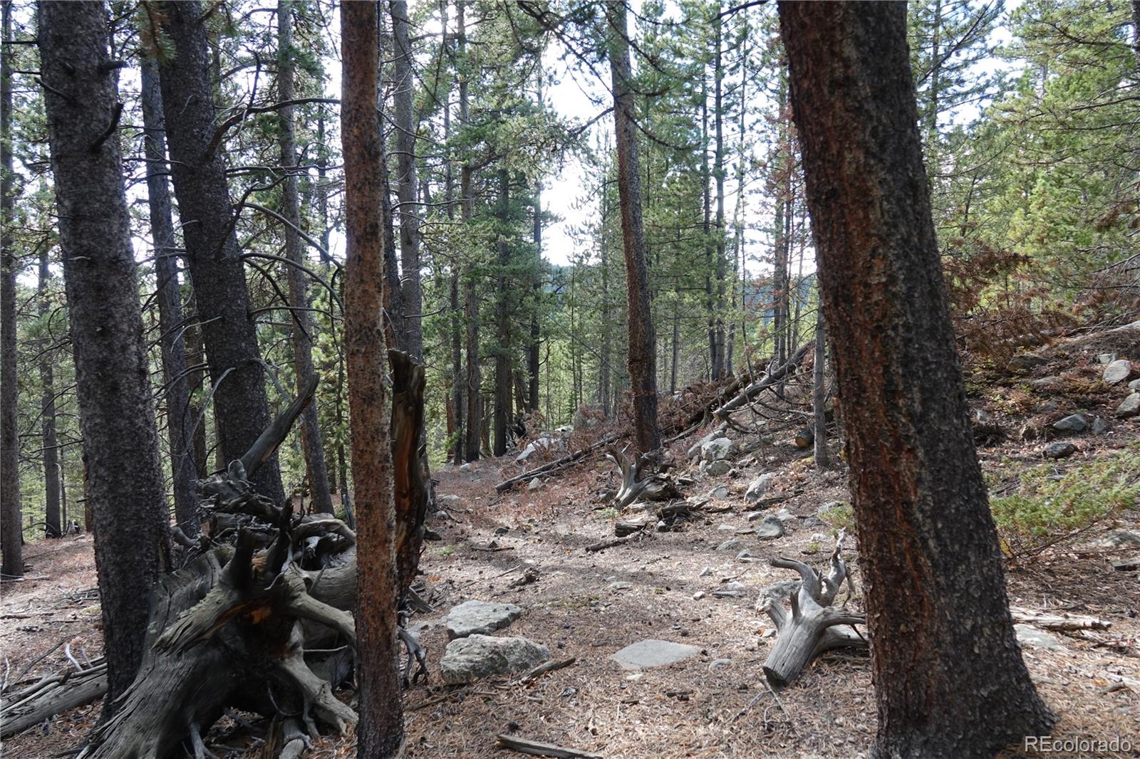 0 Loch Lomond Road Idaho Springs, CO 80452 - Photo 15 of 33 a view of a forest filled with trees