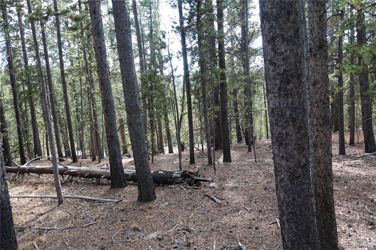 0 Loch Lomond Road Idaho Springs, CO 80452 - Photo 16 of 33 a view of outdoor space with lots of trees