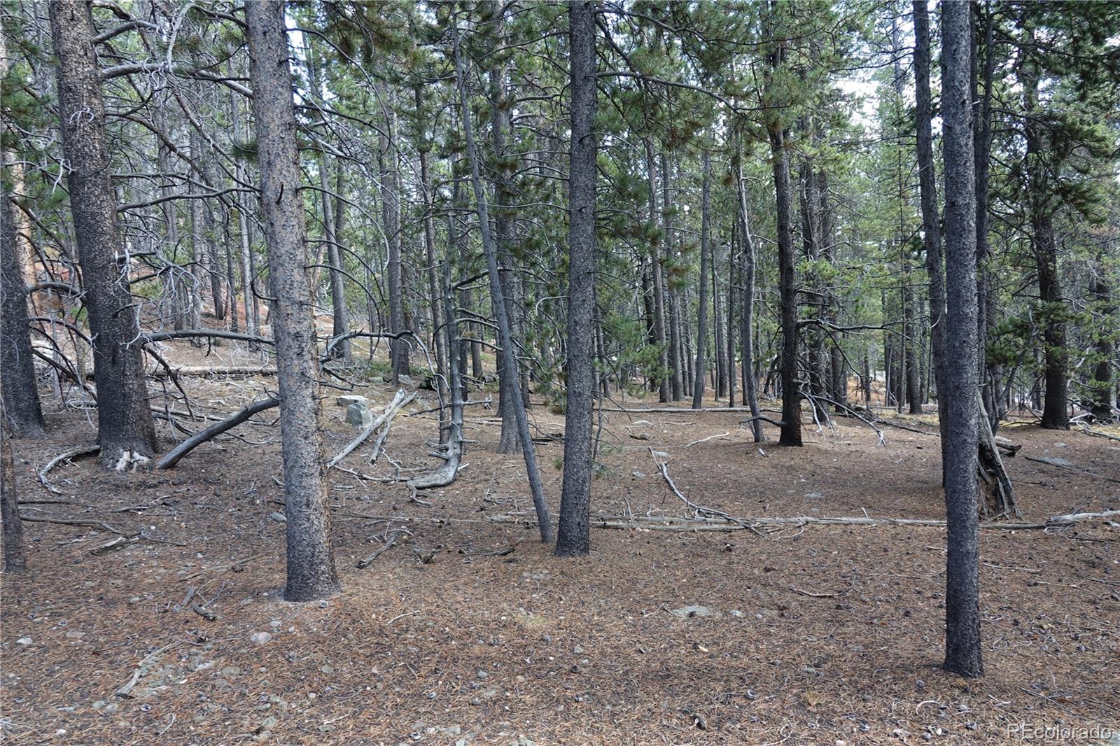 0 Loch Lomond Road Idaho Springs, CO 80452 - Photo 17 of 33 a view of a forest with trees