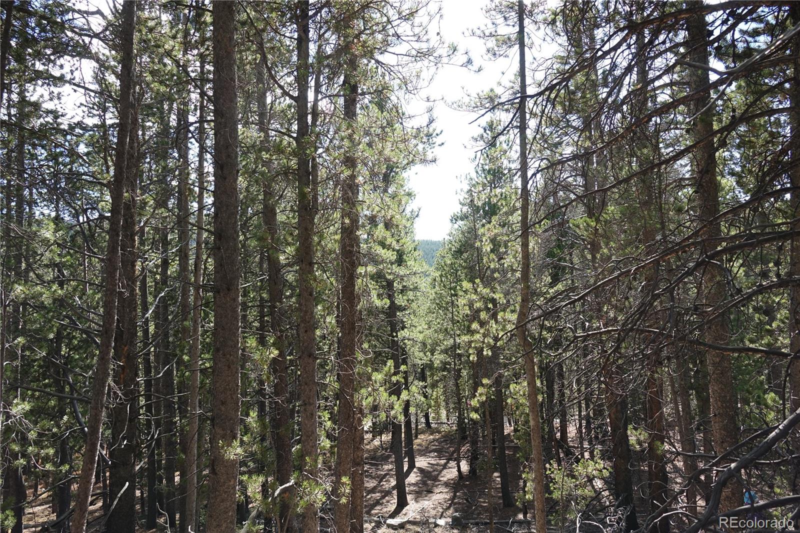 0 Loch Lomond Road Idaho Springs, CO 80452 - Photo 18 of 33 a view of forest