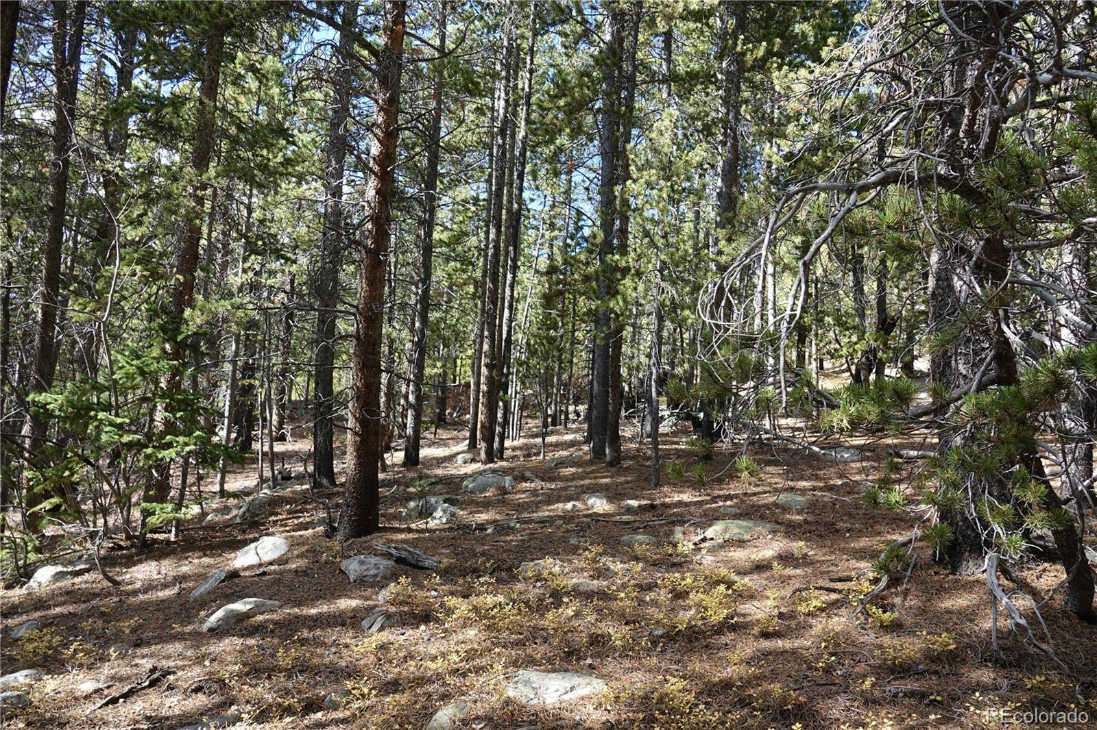 0 Loch Lomond Road Idaho Springs, CO 80452 - Photo 19 of 33 a view of outdoor space with trees