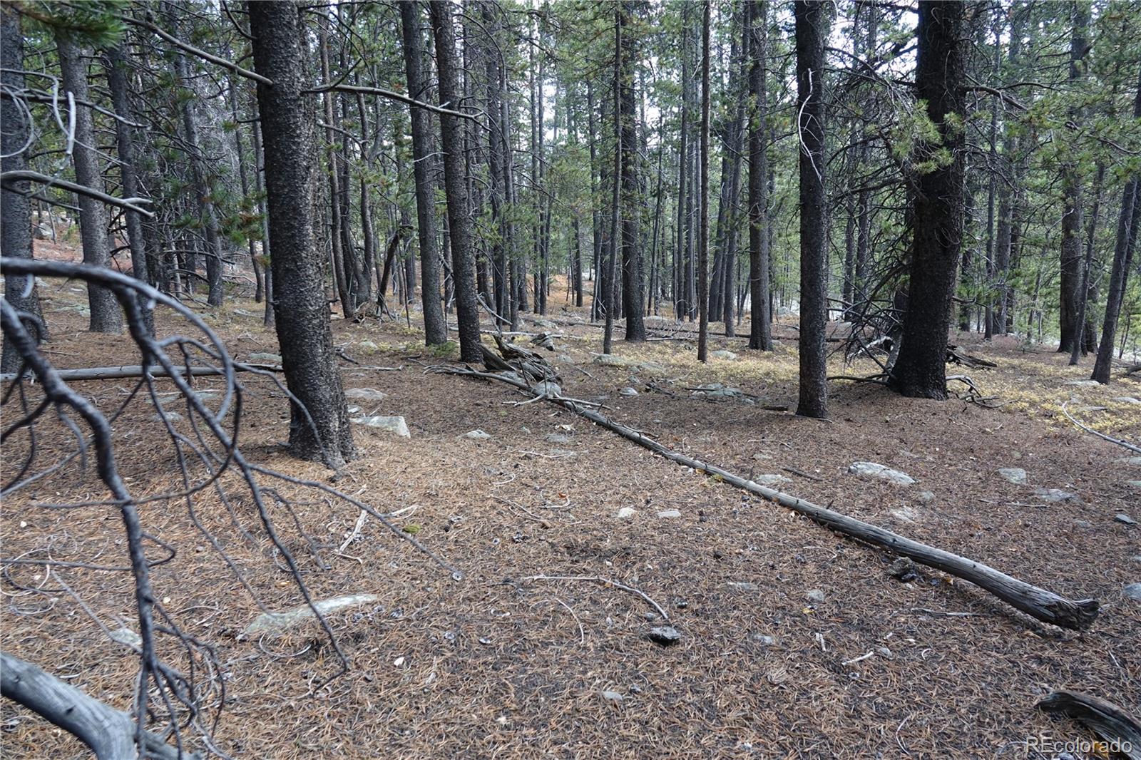 0 Loch Lomond Road Idaho Springs, CO 80452 - Photo 3 of 33 a view of a yard with trees