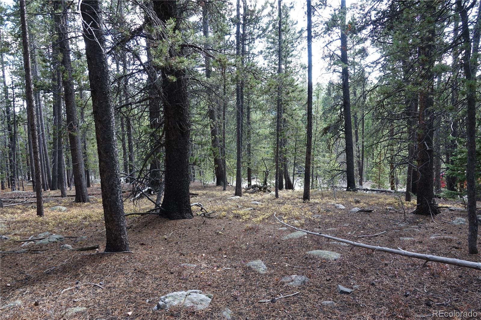 0 Loch Lomond Road Idaho Springs, CO 80452 - Photo 6 of 33 a view of a forest with trees in the background