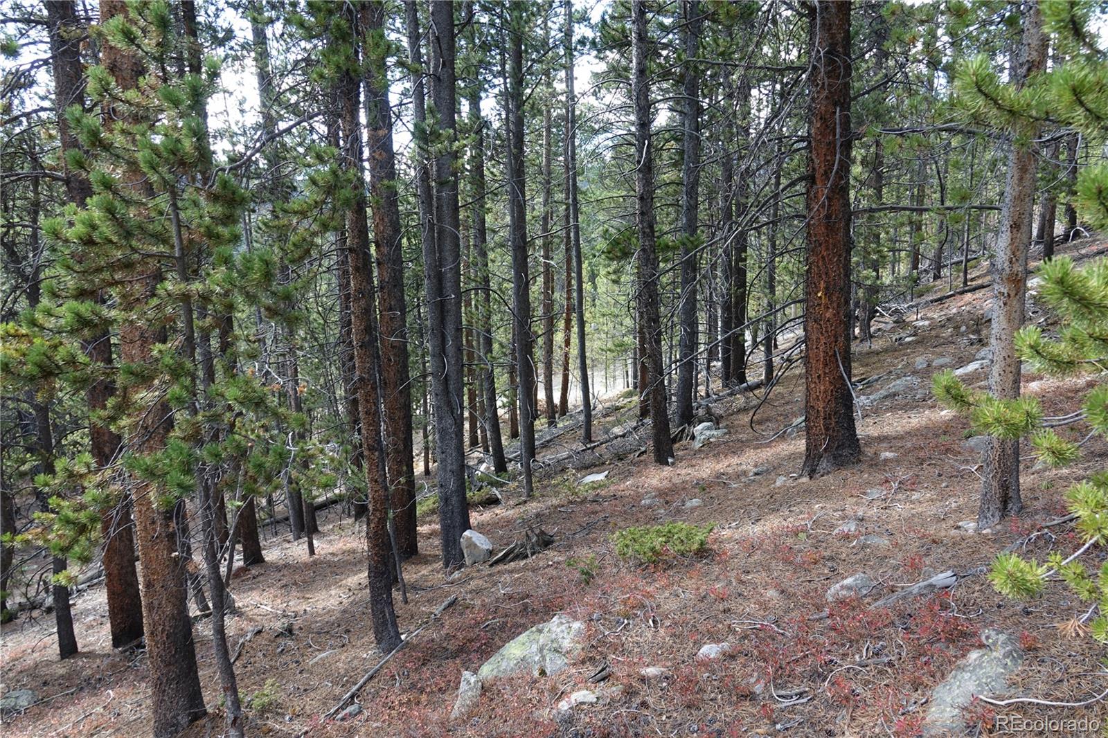 0 Loch Lomond Road Idaho Springs, CO 80452 - Photo 8 of 33 a backyard of a house with lots of trees