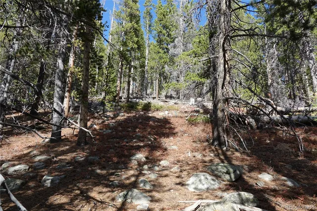a view of a forest with trees