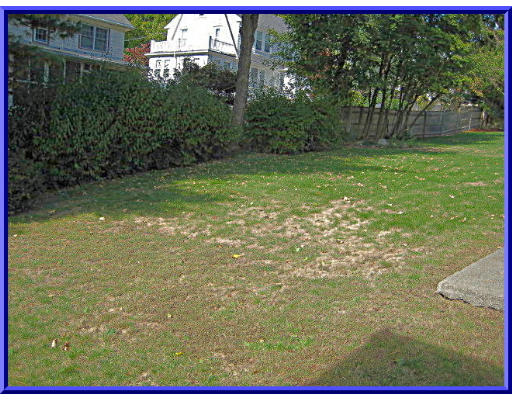 31 Lovell Road Watertown, MA 02472 - Photo 11 of 11 a view of a yard with a tree