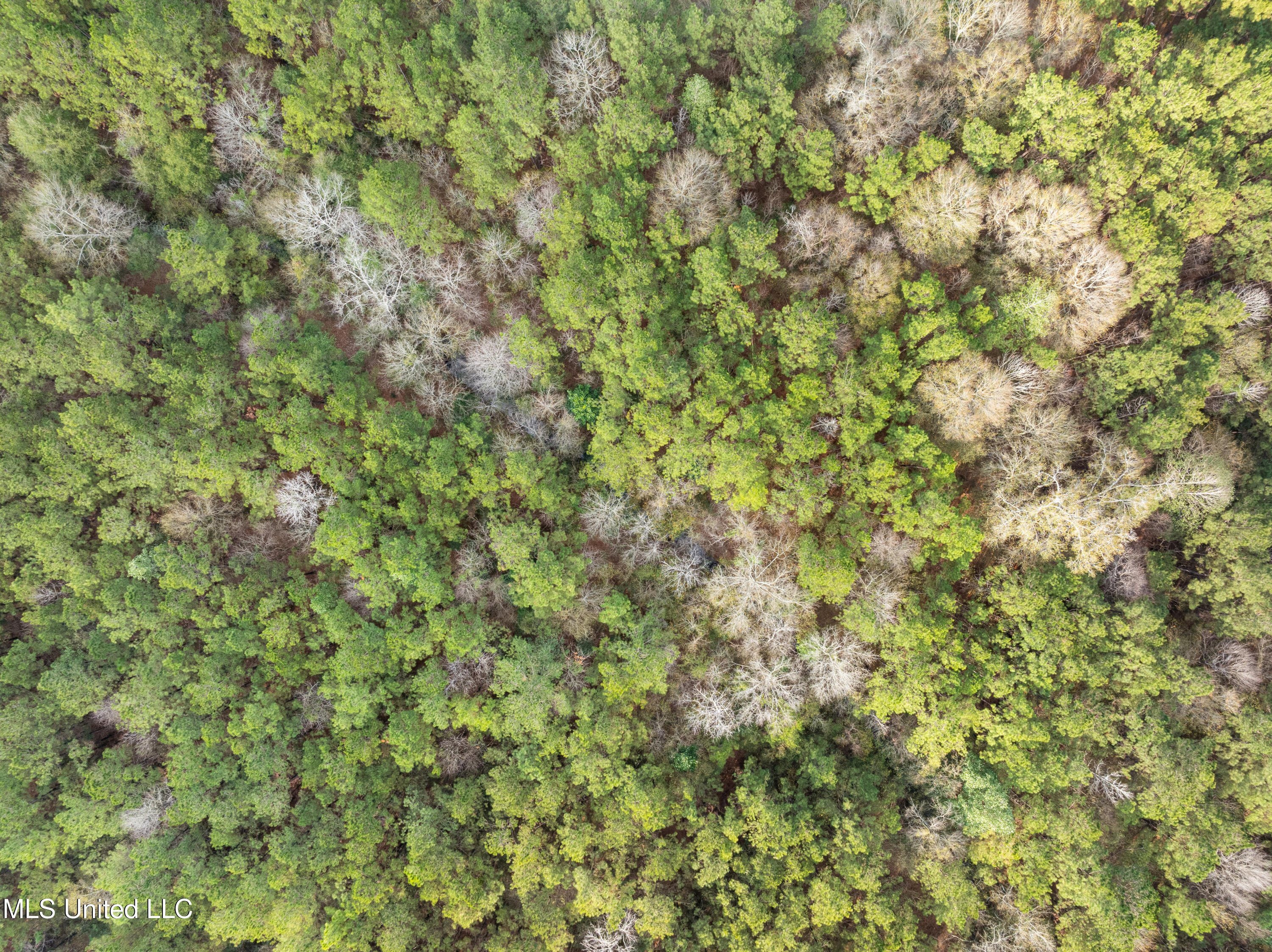 0 Elks Lake Road Hattiesburg, MS 39401 - Photo 8 of 14 2_Elks_Lake_Rd-27