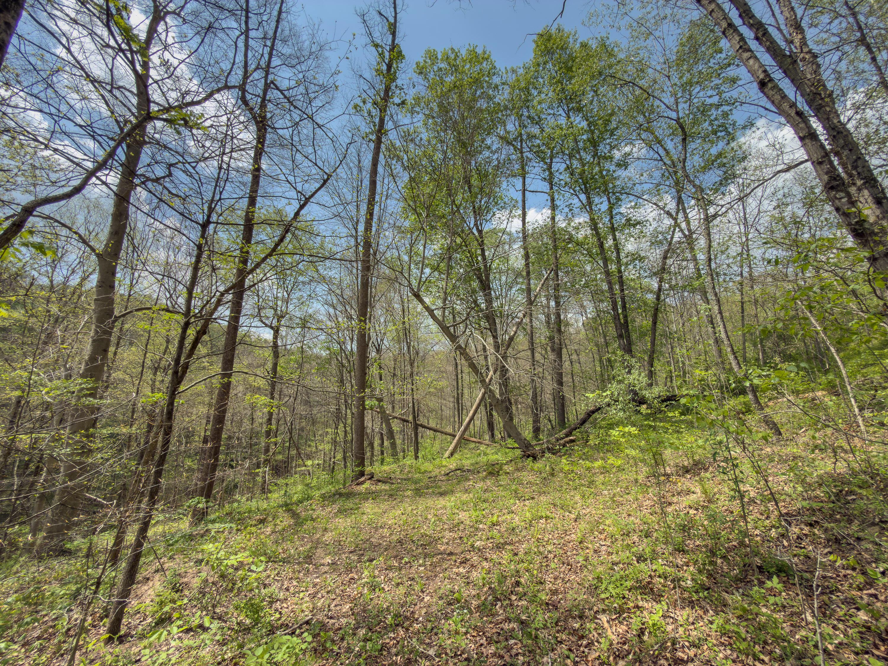 0 Beardmore Road Wingett Run, OH 45789 - Photo 31 of 43 beardmore rd-31
