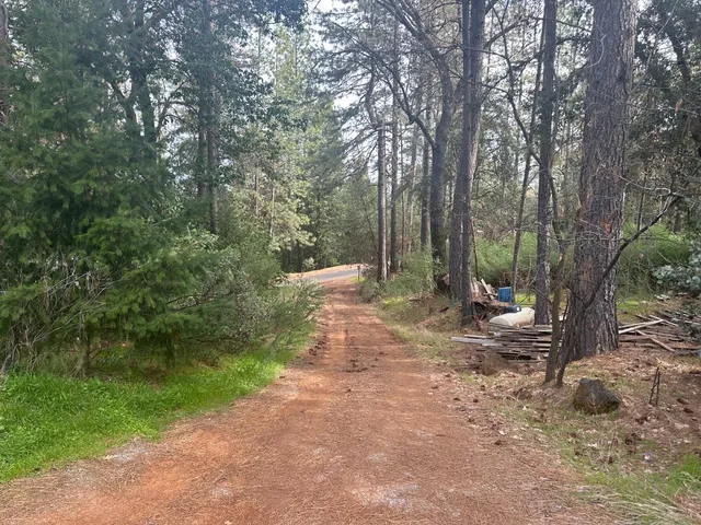 a view of a forest with trees