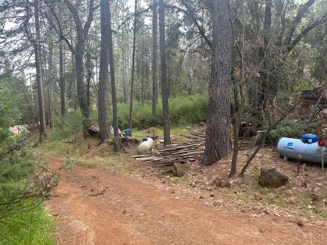 a view of a forest with trees in the background