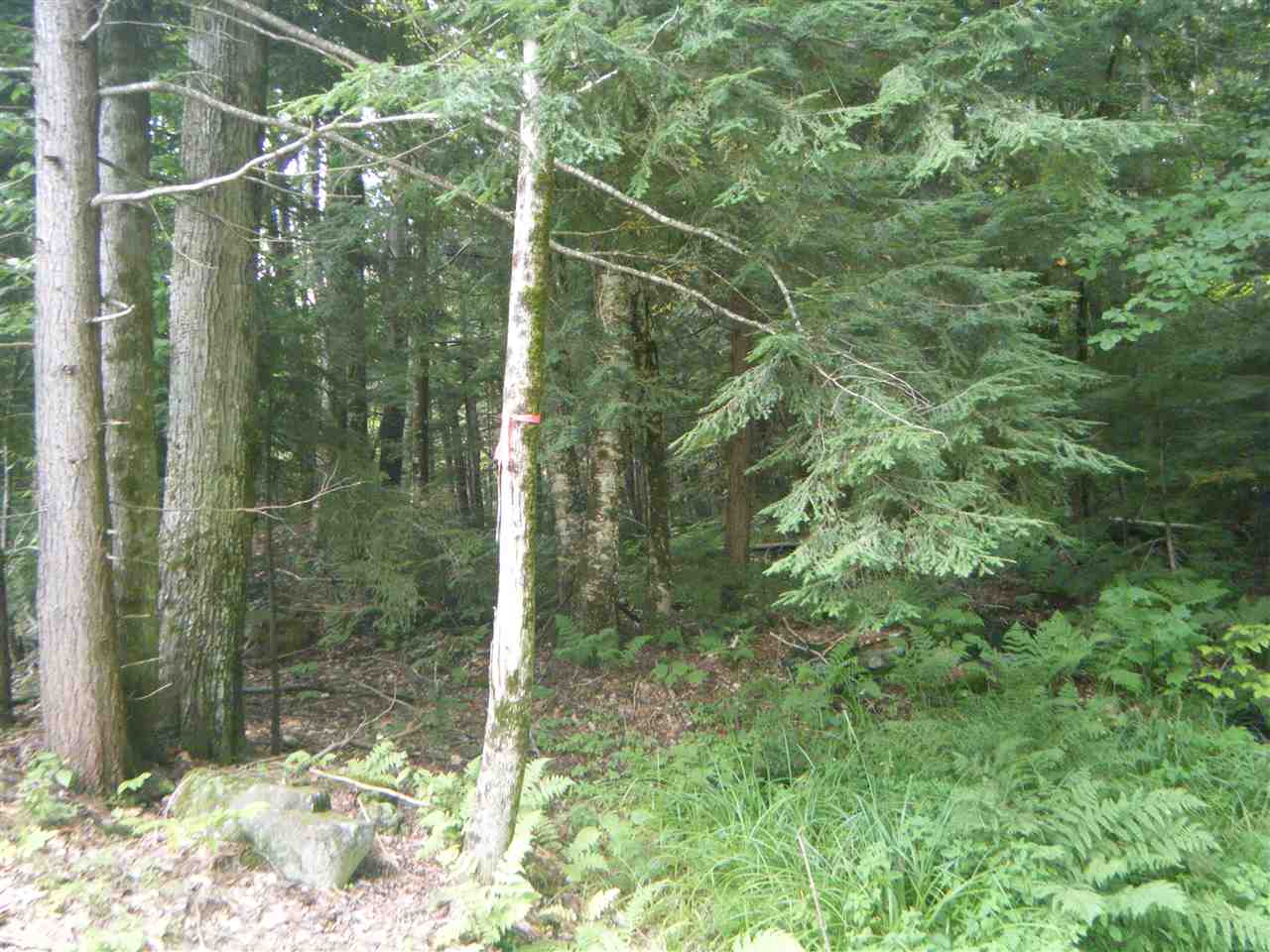Lot 2 Aldrich Road Jacksonville, VT 05342 - Photo 11 of 13
