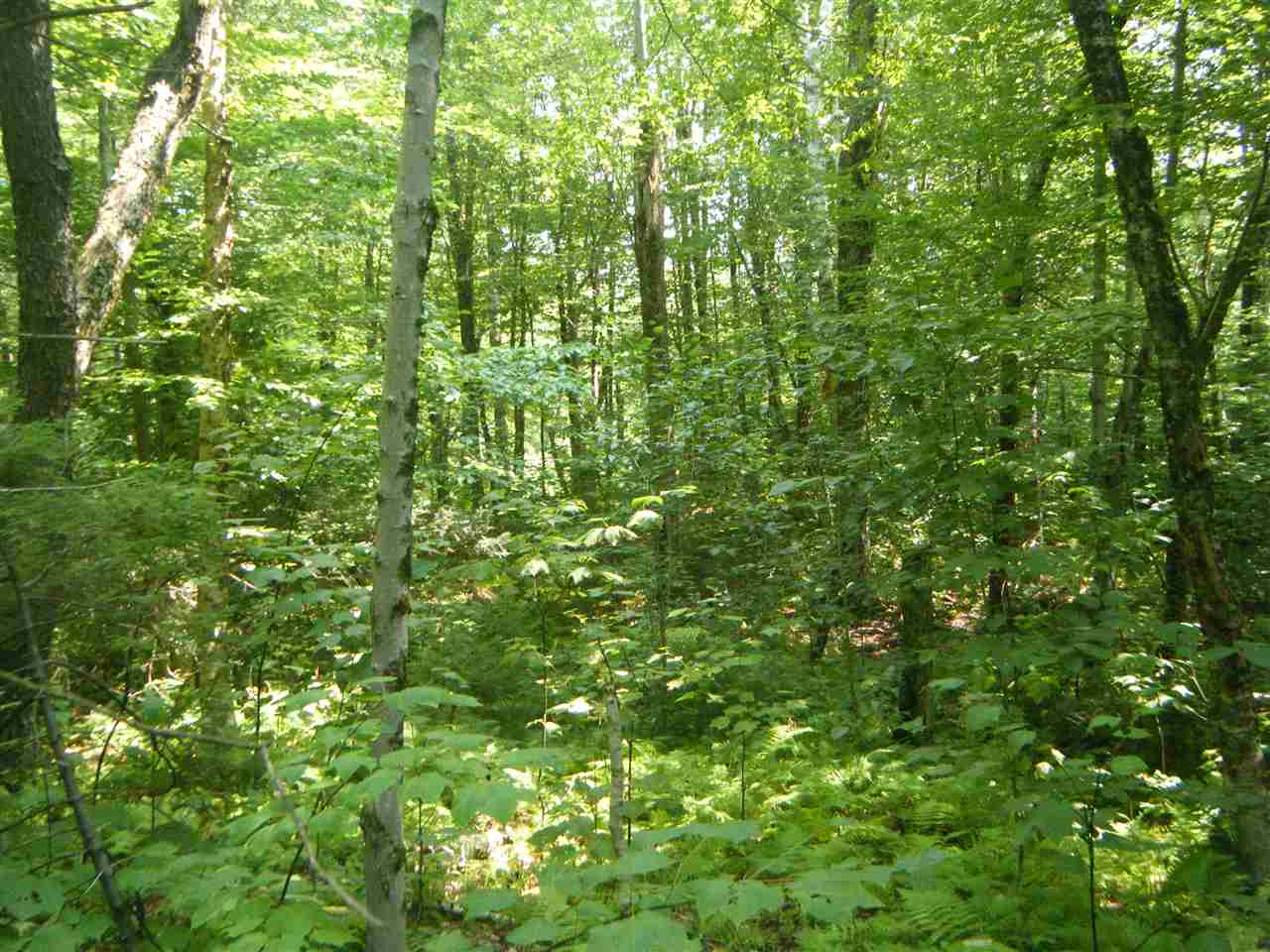Lot 2 Aldrich Road Jacksonville, VT 05342 - Photo 13 of 13