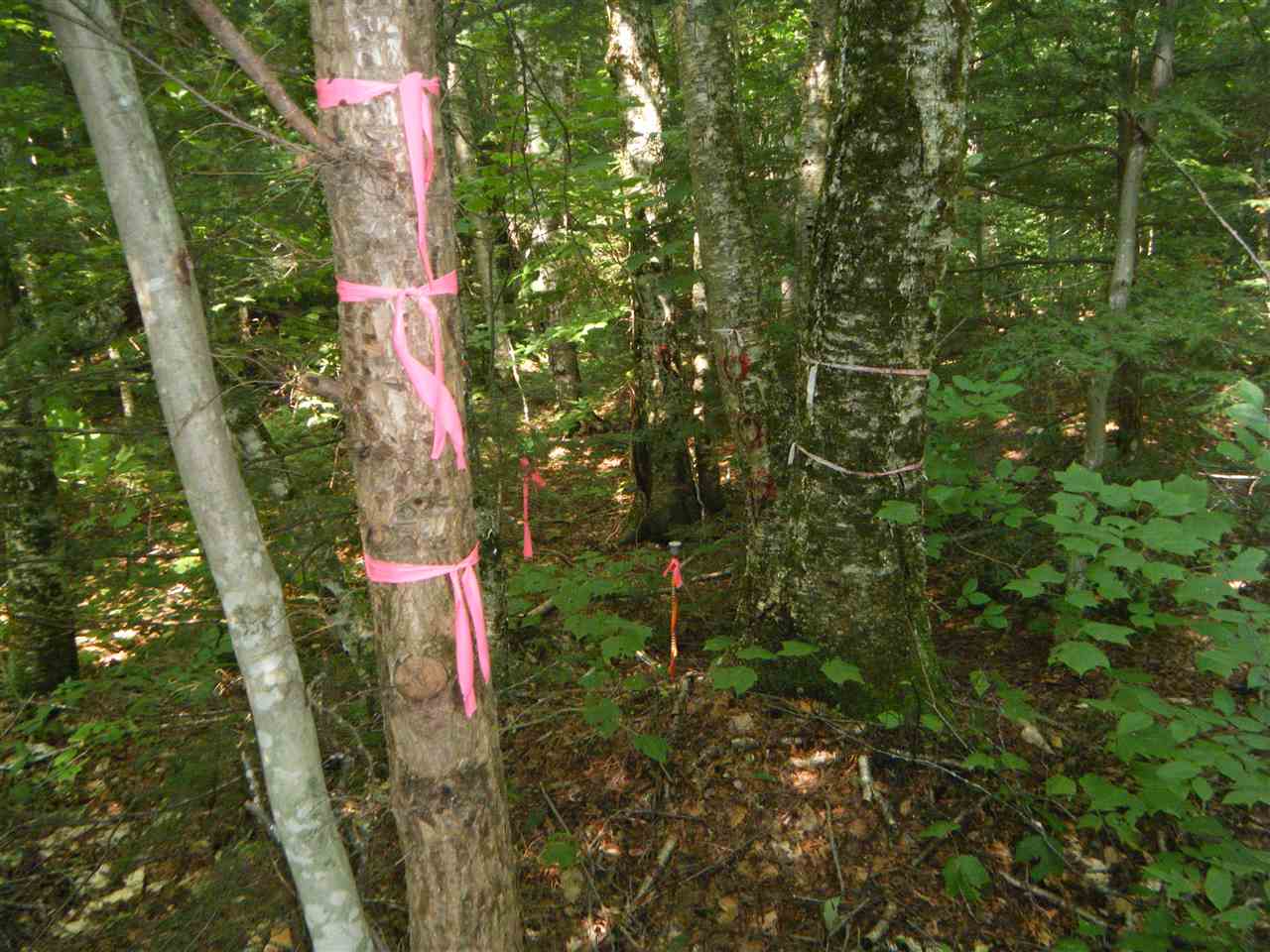Lot 2 Aldrich Road Jacksonville, VT 05342 - Photo 4 of 13