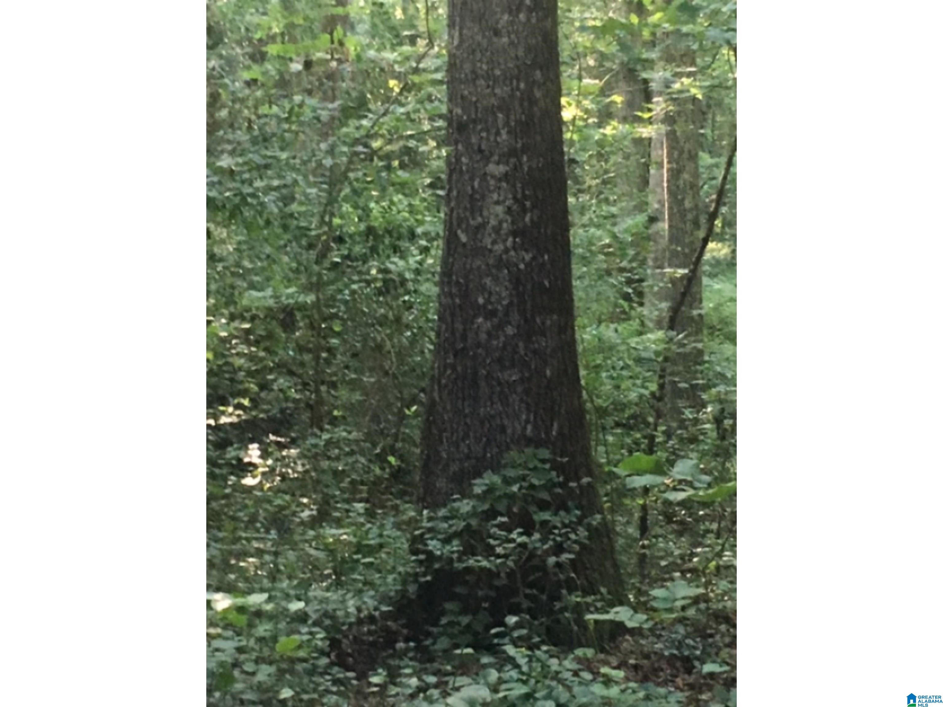 0 County Road 141, Unit 1 Ider, AL 35981 - Photo 16 of 29