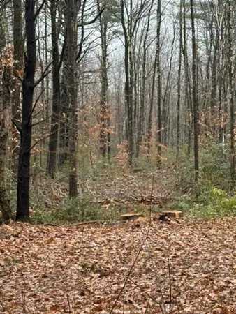a view of a yard with trees